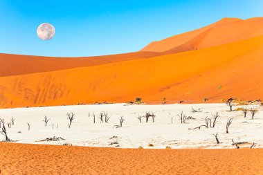 Taşlaşmış deve akasyası (Acacia erioloba) ağaçları. Sossusvlei 'nin kumulları ile çevrili Park Namib-Naukluft' ta Deadvlei. Ufuktaki ayın yarı saydam silueti. 