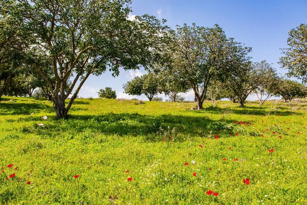 Izrael Zielony Trawnik Kwitnącymi Czerwonymi Ukwiałami Ciepły Słoneczny Dzień Pustynne — Zdjęcie stockowe