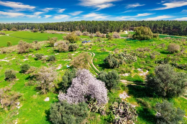 Adorable spring almond tree with pink flowers. The picture was taken from a bird\'s eye view. Israel. Forest Ben Shemen. Spring grass and flowers grow in forest glades.