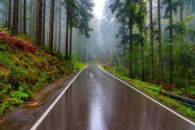 Schwarzwald 'da. Pürüzsüz otoyol yağmurla parıldıyor. İlk sonbahar yağmuru. Avrupa 'nın merkezindeki ünlü orman. Sabah sisi. Almanya 'da Ekim