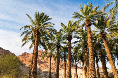 Uzun palmiye ağaçları gün ortası güneşiyle güzelce aydınlatılır. Hurma ağaçları yetiştirilmiş. Yahudi Çölü, İsrail 'de Ölü Deniz' in batısında yer alan bir çöl alanıdır. İsrail.