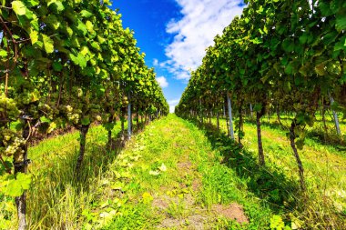 Hatta sıra sıra üzüm çalıları bile sonbahar güneşi tarafından aydınlatılır. Almanya. Şarap yapımının antik kültürü. Ren bağları Kappelrodeck yakınlarında..  