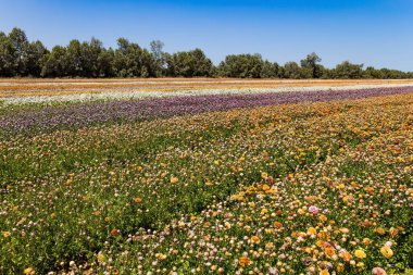 Çiçek açan düğün çiçeği tarlası harikulade. İsrail 'in güneyinde bahar. Parlak renkli büyük bahçe çiçekleri geniş çizgili ekilir.. 