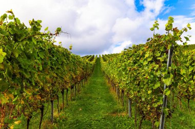 Hatta sıra sıra üzüm çalıları sonbahar güneşiyle resimsel olarak aydınlatılır. Şarap yapımının antik kültürü. Rhine nehri boyunca tepelerde şarap yetiştiren bölge. Almanya
