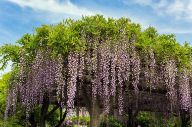 Çiçek açan salkımlar tapınaktaki bahçeleri süslüyor. Doğan Güneşin Ülkesi 'ne bahar gezisi. Tokyo, Japonya. Kameido Tenjin 'in 