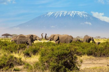 İki dev fil fildişleriyle kavga eder. Savannah, Amboseli Parkı 'nda kuru çimlerle kaplı. Afrika 'nın en yüksek dağı. Kilimanjaro, tepesinde sonsuz kar örtüsüyle. 