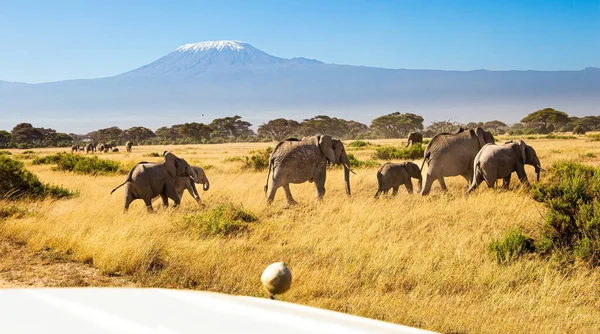 Amboseli parkı. Afrika 'nın en yüksek dağı. Kilimanjaro, tepesinde sonsuz karlarla. Büyük kulaklı ve küçük kuyruklu Afrika filleri sürüsü.. 