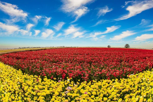 The kibbutzim of the south grow beautiful flowers. Large terry yellow and red ranunculus. Buttercup Festival in Israel. Picturesque fields of colorful bright spring flowers.