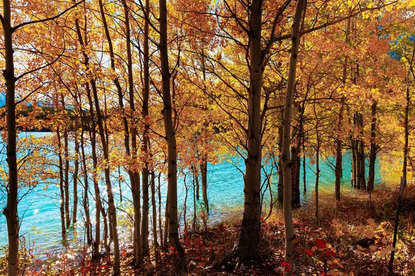 Abraham Lake with picturesque blue water, arose due to the blocking of the North Saskatchewan River. Golden birch grove flooded with lake water. Canadian autumn.