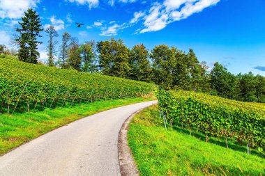 Üzüm bağları arasındaki düz toprak yol. Almanya. Şarap yapımının antik kültürü. Kappelrodeck yakınlarındaki Ren üzüm bağları. Sonbahar güneşi. 