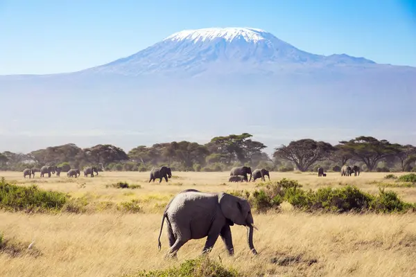 Amboseli parkı. Afrika 'nın en yüksek dağı. Kilimanjaro, tepesinde sonsuz karlarla. Büyük kulaklı ve küçük kuyruklu Afrika filleri sürüsü.. 