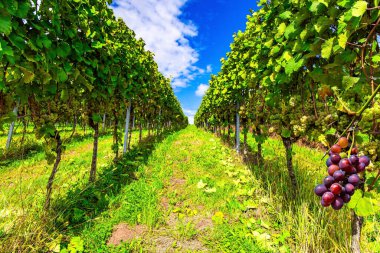 Hatta sıra sıra üzüm çalıları. Güneş tarafından aydınlatılmış enfes sulu üzümler. Almanya. Şarap yapımının antik kültürü. Ren bağları Kappelrodeck yakınlarında..  