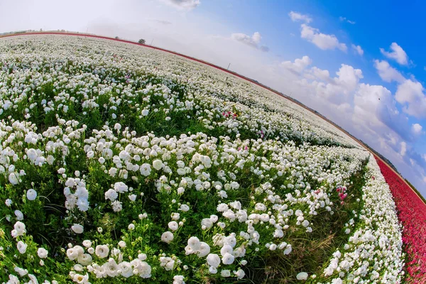 The kibbutzim of the south grow beautiful flowers. Picturesque fields of large terry white and red buttercups. Israel