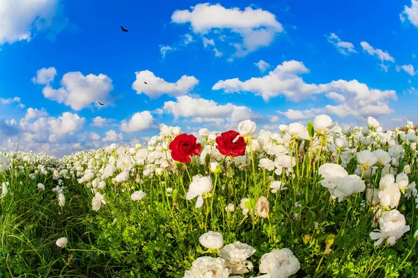 The kibbutzim of the south grow beautiful flowers. Bright spring sun and lush clouds. Picturesque fields of large terry white buttercups/ranunculus. Israel.