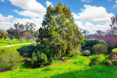 Kibbutz Beeri 'de bahar festivali, Gazze Şeridi sınırında. Yeşil çimen halılar ve çiçek açan şakayıklar arasında resimli yollar. İsrail. 