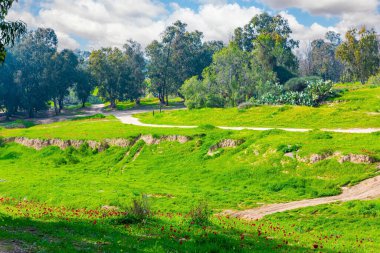 Yeşil çimen halılar ve çiçek açan şakayıklar arasında resimli yollar. İsrail. Beeri 'de bahar festivali, Gazze Şeridi sınırında. 