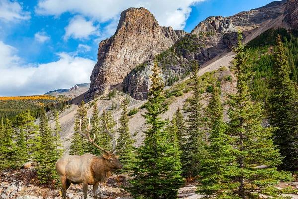 Red deer grazing in the park. Banff Park, Canada. The shores of the picturesque Moraine Lake. The valley of the Ten Peaks. Coniferous forests surround the lake