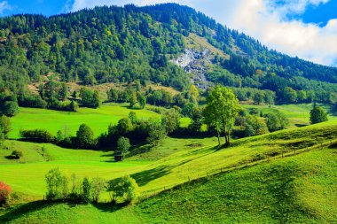Avusturya Alpleri 'nin yeşil zümrüt yamaçları. Grossglocknerstrasse yolu. Çiçekli dağlık çayırlar ve Hohe Tauern Ulusal Parkı 'nın orman dağları.