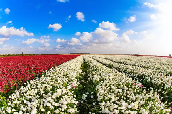 The kibbutzim of the south grow beautiful flowers. Bright spring sun and lush clouds. Picturesque fields of large terry white and red buttercups. Israel.