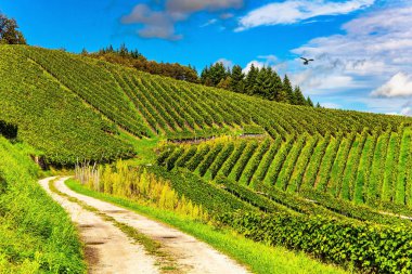 Üzüm bağları arasındaki toprak yol. Şarap yapımının antik kültürü. Kappelrodeck yakınlarındaki Ren üzüm bağları. Almanya 'da sonbahar güneşi. 