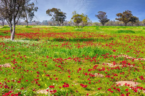 신선한 잔디와 Anemones 이스라엘 베리에서 지구와 국경에 잔인한 Kibbutz Beeri의 스톡 사진