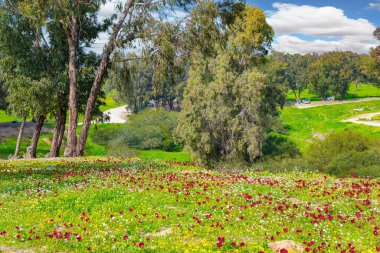 Harika bir bahar günü. Kibbutz Beeri 'de muhteşem bir bahar. İsrail. Beeri 'de bahar festivali, Gazze Şeridi sınırında. Taze yeşil çimenler ve çiçek açan şakayıklar.