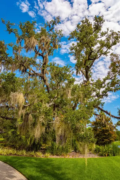 Aan Oever Van Het Meer Groeien Honderdjarige Eikenbomen Prachtig Herfstweer — Stockfoto