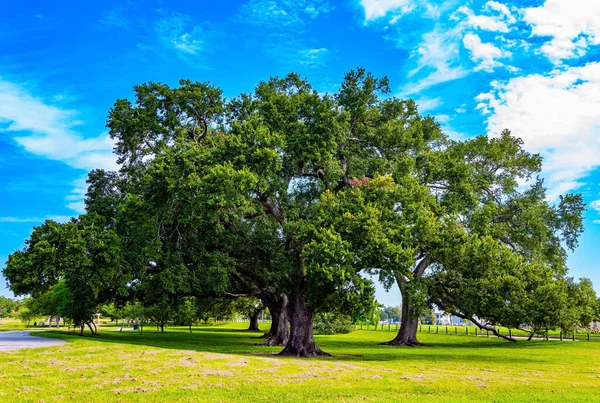 壮大なシティパーク 忘れられないニューオーリンズ 100年のオークの木は公園の路地を飾っています 美しい秋の天気 ストック写真