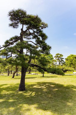 Saray meydanındaki güzel park. Japonya İmparatoru 'nun sarayı. Eski Edo Kalesi 'nin bahçesindeki imparatorların evi. Tokyo. 