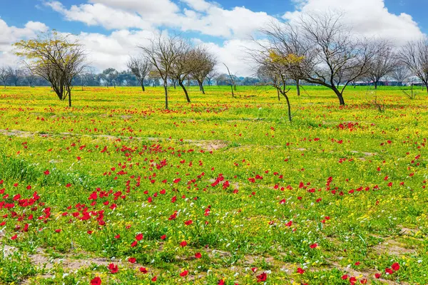 イスラエル ベリの春祭り ガザ地区との国境で 新鮮な緑の草と咲くアネモン 残忍なアラブ攻撃の前にキブツ ビエリの近所 ロイヤリティフリーのストック写真