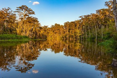 Ayna suyunda muhteşem yansımalar. Gün batımı. New Orleans bölgesi. Louisiana bataklıkları. Amerika 'ya yolculuk. Mississippi Havzası 'nın korunan bölgelerine tekne gezisi.. 