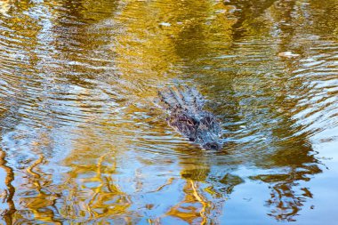 Doğal ortamlarında timsahları besliyorlar. Louisiana bataklıkları. New Orleans bölgesindeki zengin yaban hayatı. Mississippi Havzası 'na tekne gezisi. Amerika 'ya Seyahat