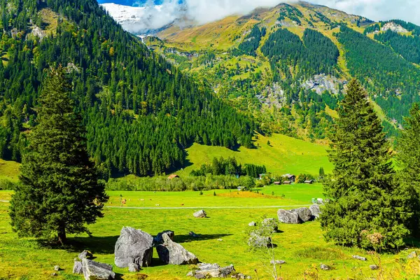 Austria. Flowering alpine meadows and forested mountains of the Hohe Tauern Park. Two slender green spruce trees decorate a green meadow. The road Grossglognerstrasse