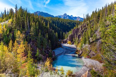 Kanada 'nın Rocky Dağları. Buzlu eritilmiş suyla sığ dağ deresi. Derenin dik kıyılarında yemyeşil köknar. Sonbahar günü. Abraham Gölü Mahallesi. 