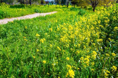  İsrail. Beeri 'de bahar festivali, Gazze Şeridi sınırında. Taze yeşil çimenler ve çiçek açan şakayıklar. Arap saldırısından önce Kibbutz Be 'eri Mahallesi. 