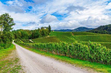 Üzüm bağları arasındaki düz toprak yol. Sonbahar güneşi. Almanya. Şarap yapımının antik kültürü. Ren bağları Kappelrodeck yakınlarında..  