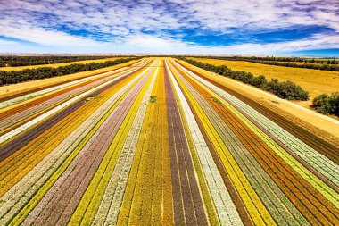 İsrail. Bahçe çiçekleri - ranunculus. Kibbutz Nir Yitzchak 'ta çiçek açan düğün çiçeği tarlası. İnsansız hava aracından çekim. Hava görüntüsü. Muhteşem çiçek halısı. 