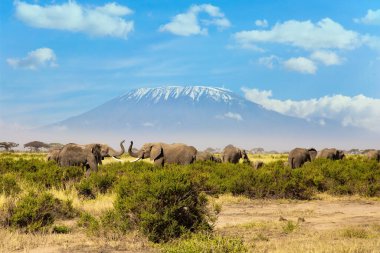 Herd of African elephants with huge ears and small tails. The park Amboseli. The highest mountain in Africa. Kilimanjaro, with a cap of eternal snows on top.  clipart