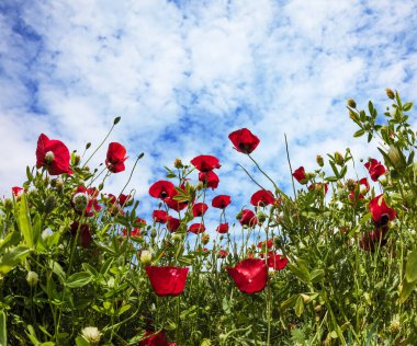  Büyük, koyu kırmızı Ranunculus. İsrail 'de düğün çiçeği festivali. Renkli, parlak bahar çiçeklerinin resimli tarlaları..