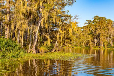 Mississippi Havzası 'nın korunan bölgelerine tekne gezisi. Nilüferlerle dolu sessiz bir dere. Güneşli bir günde bataklık. Louisiana 'da. Sonbahar doğası. Amerika 'ya seyahat. 