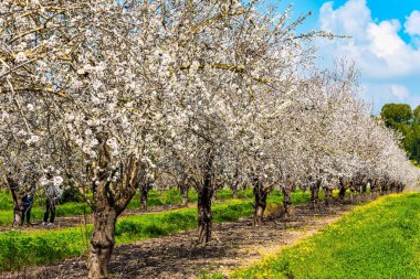 Badem ağaçları sıra sıra büyür. Badem çiçek açtı. Pembe ve beyaz çiçekler tatlı koku yayar. İsrail baharı şubatta geliyor.