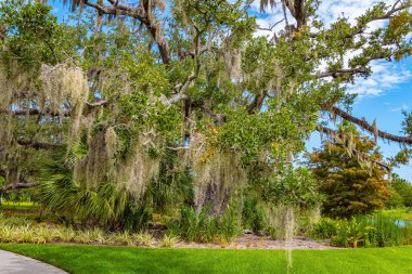Yüz yıllık meşe ağaçları göl kıyısında yetişir. Güzel sonbahar havası. Muhteşem sessiz gölleri olan şehir parkı. - New Orleans. Amerika 'nın en büyük parklarından biri..