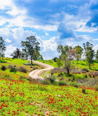 İsrail 'in güney sınırı. Yeşil çimen halılar ve çiçek açan şakayıkların kırmızı lekeleri. Güzel bulutlu bir şubat günü. Düz toprak yol tepelerden geçer..