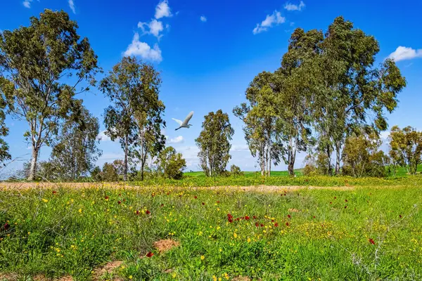 The trees are covered with leaves. Southern border of Israel. Green carpets of fresh grass and red spots of blooming anemones. Great weather for a picnic