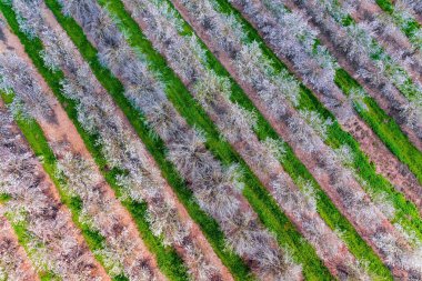 İnsansız hava aracından, kuş gözünden ateş etmek. Kocaman çiçek açan badem koruluğu. İsrail. Çimenlerin arasına dikilmiş pembe çiçeklerle açan ağaçlar. Güzel güneşli bahar günü. 