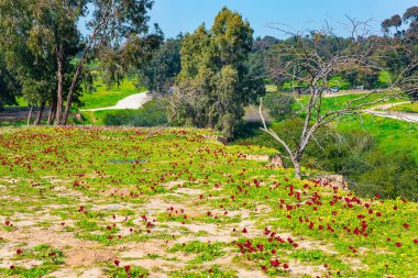 Taze çimenler ve çiçek açan şakayıklar. Beeri 'de bahar festivali, Gazze Şeridi sınırında. Arap saldırısından önce Kibbutz Be 'eri' nin komşuları. İsrail.