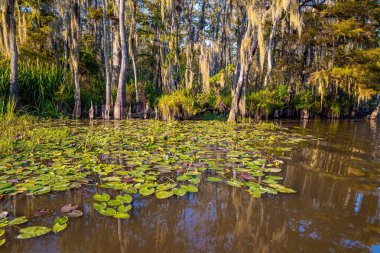 Nilüferlerle dolu sessiz bir dere. Güneşli bir günde bataklık. Louisiana 'da. Mississippi Havzası 'nın korunan bölgelerine tekne gezisi. Sonbahar doğası. Amerika 'ya seyahat. 