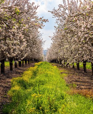 Alçak ağaçlar sıra sıra büyür. Badem çiçekleri. Ağaçların arasında yemyeşil çimenler yetişir. Narin beyaz ve pembe çiçekler baharın gelişini müjdeler. İsrail