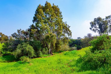 Kibbutz Beeri 'de bahar festivali, Gazze Şeridi sınırında. İsrail. Yeşil çimen halılar ve çiçek açan şakayıklar arasında resimli yollar. Güzel yeşil park.