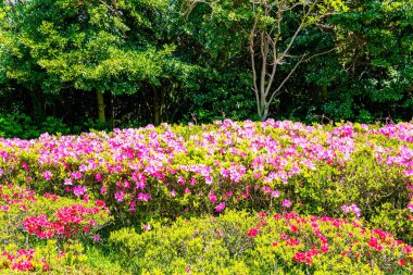 Sevimli pembe kozmos çiçekleri Japon sahil kenarı Hitachi Parkı 'nın çayırlarını süslüyor. Hitachi Sahil Parkı 'nda Muhteşem Bahar Çiçeği Festivali. 